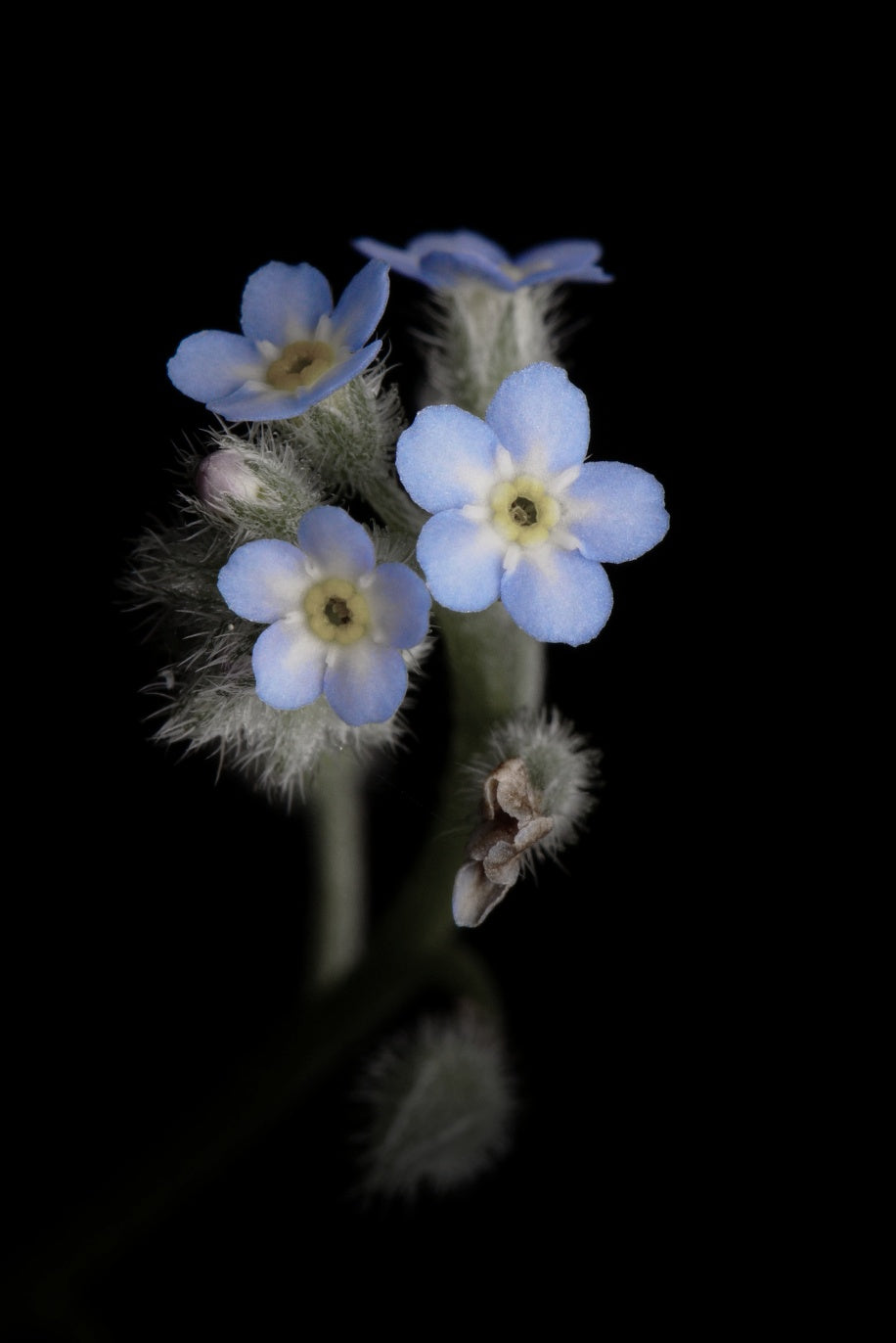 The Forget-Me-Not: A symbol that stayed with me